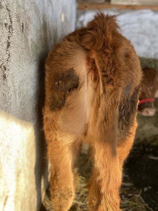 De vanzare vaca cu vitea angus gestanta !