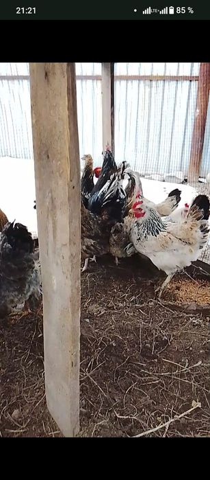 Продам куры домашние