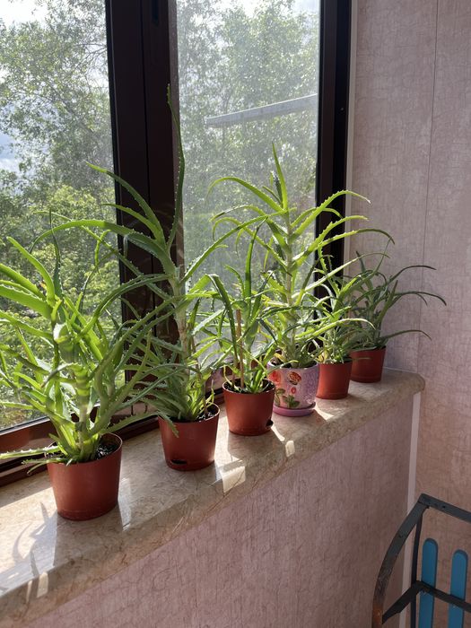 Продаётся алоэ столетник