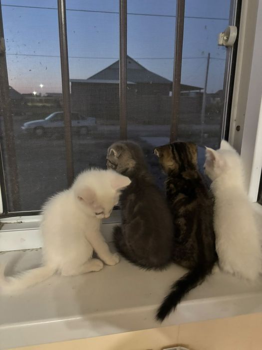Продается котёнок  породистый