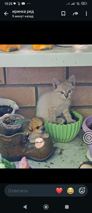 Отдам котят бесплатно