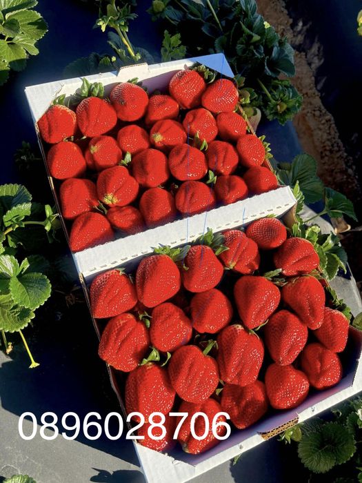 Домашно отгледан разсад ягоди – гарантиран вкус и аромат“