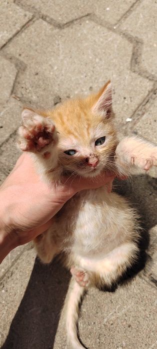 Отдам котят в хорошие руки!!!