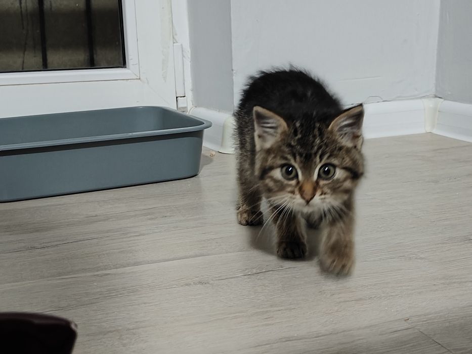 Только в добрые руки