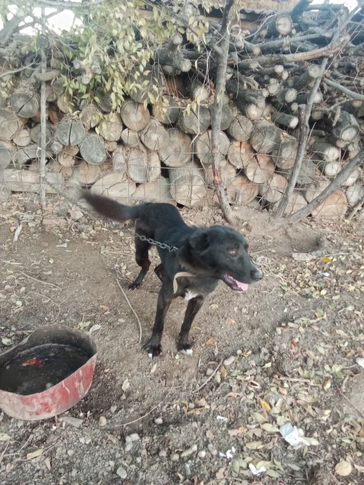 Обменяю собакаку