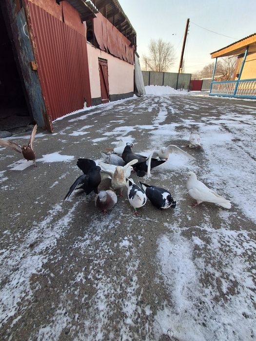 Голуби бакинцы тасманы