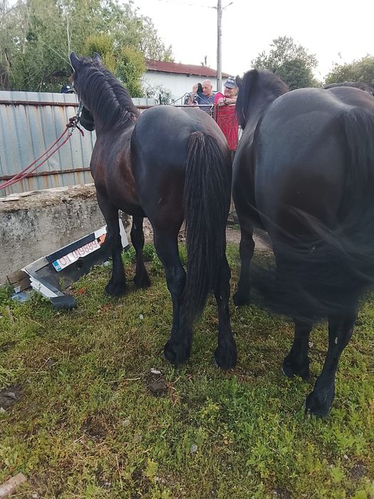 Manz și mânză de vânzarea
