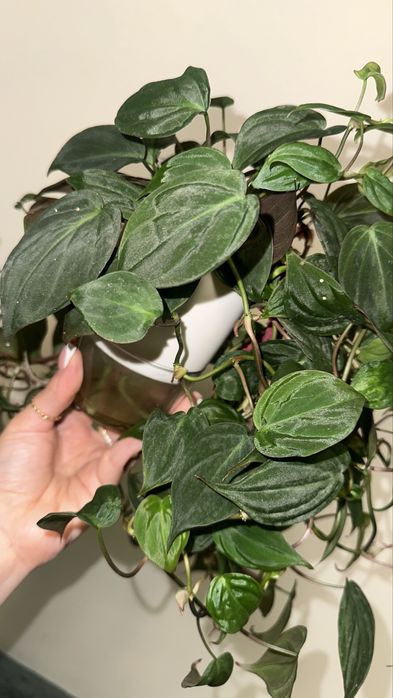 Филодендрон миканс