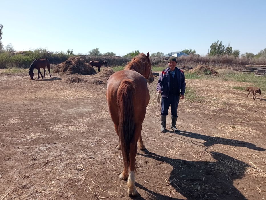6 жасар айғыр сатылады.