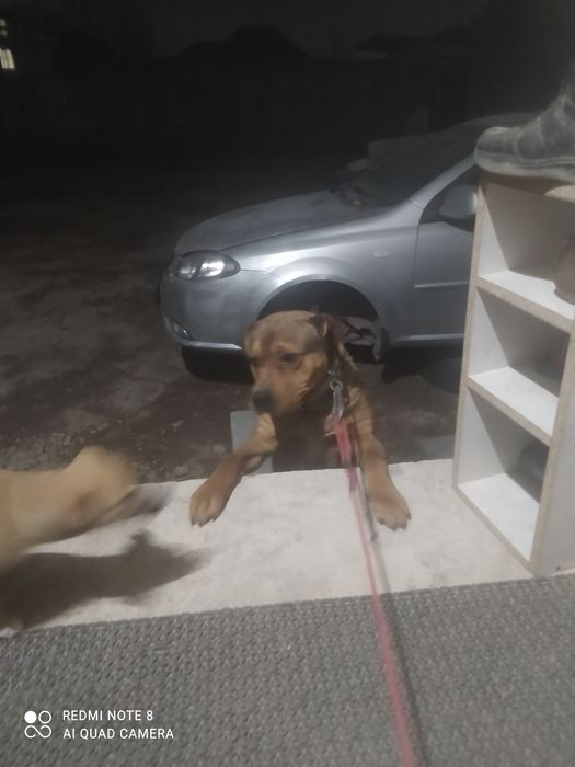 Собак ротвейлер...