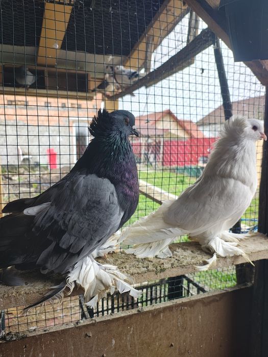 Urias maghiari pereche