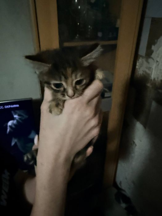 Отдам в хорошие руки котят