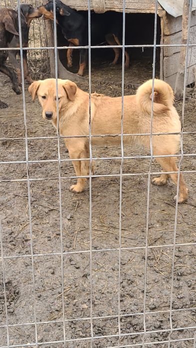 Donez Copoi Ardelenesc