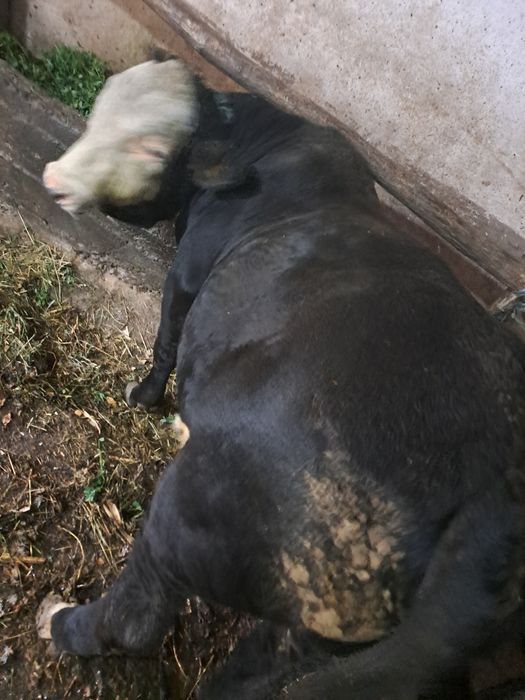 Taur angus negru