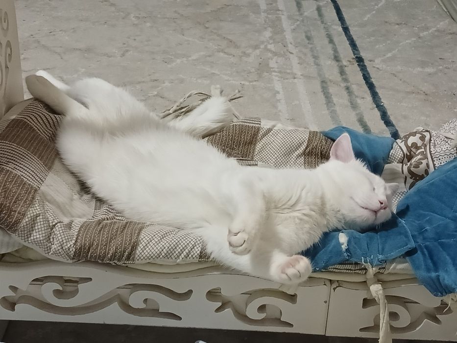 Чисто белого кота