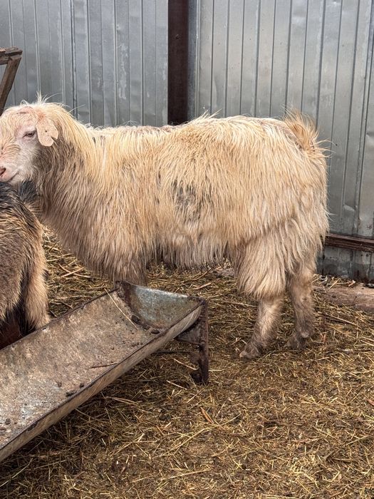 Ешкилер сатылады