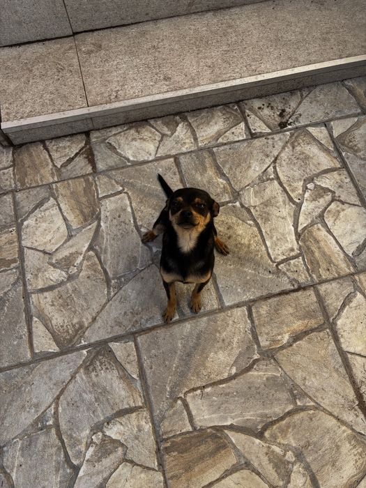 Продавам мъжки пинчер