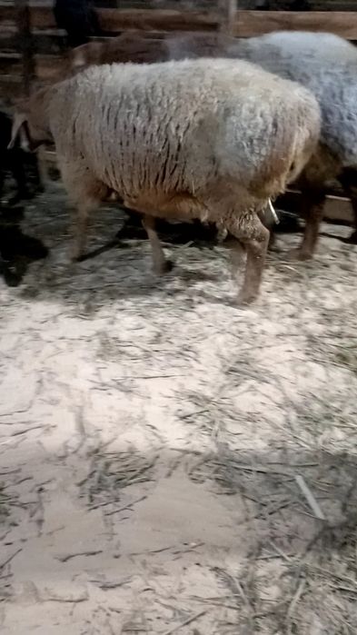 Ona bola sovliq sotiladi