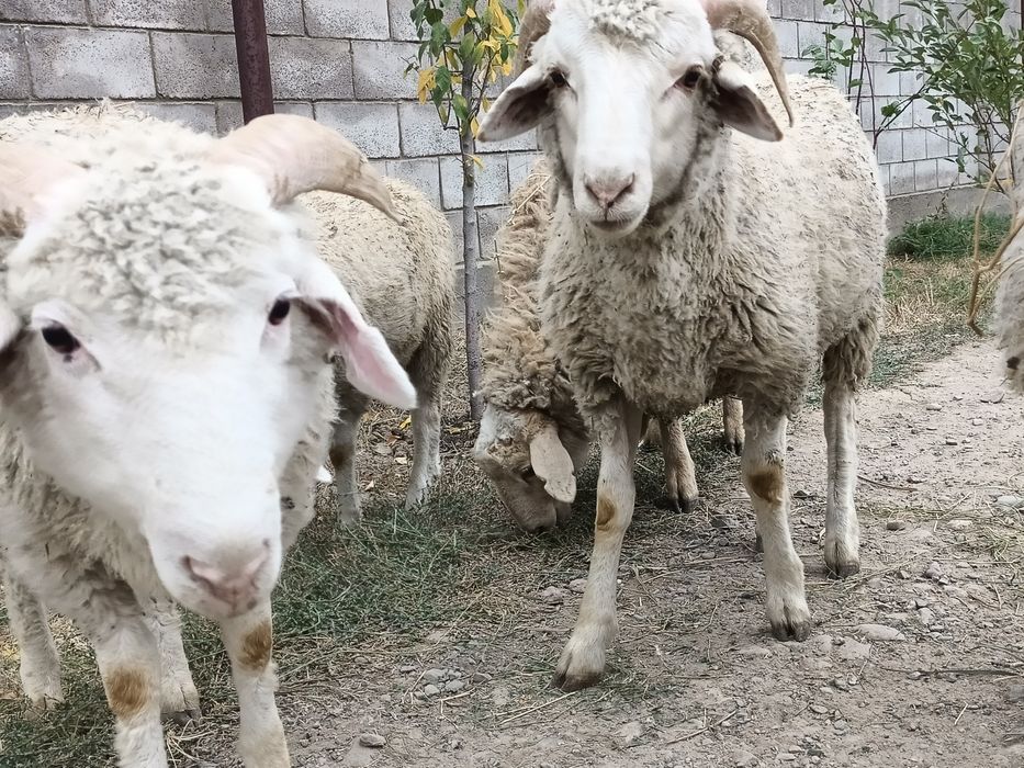 Тоқты семіз байланған