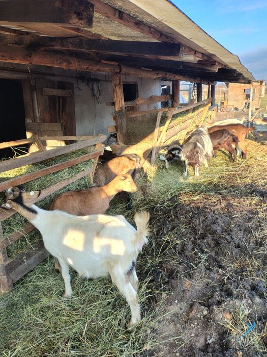Vând capre  la bucata sau toate