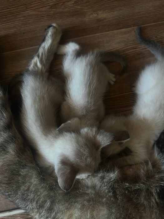 Котята отдам 500тг