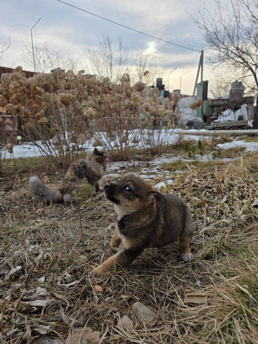 Ищем малышке дом