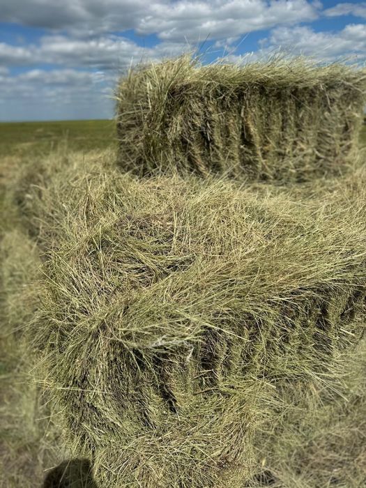 Сено житняк разнотравье