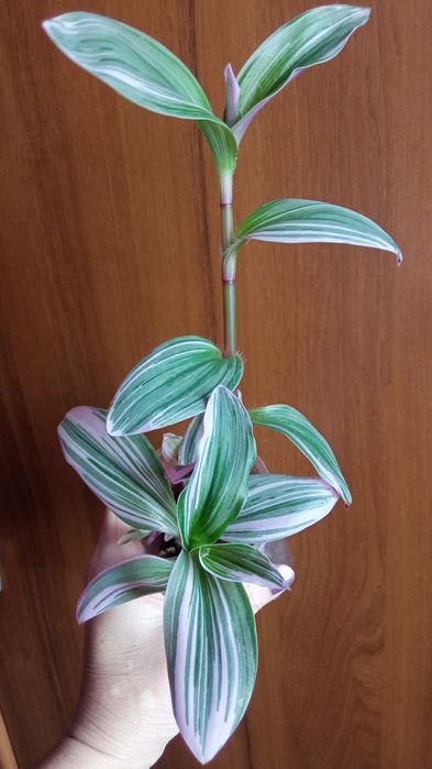 Продам комнатные растения