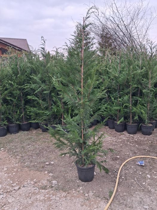 Globulare leyladi platani