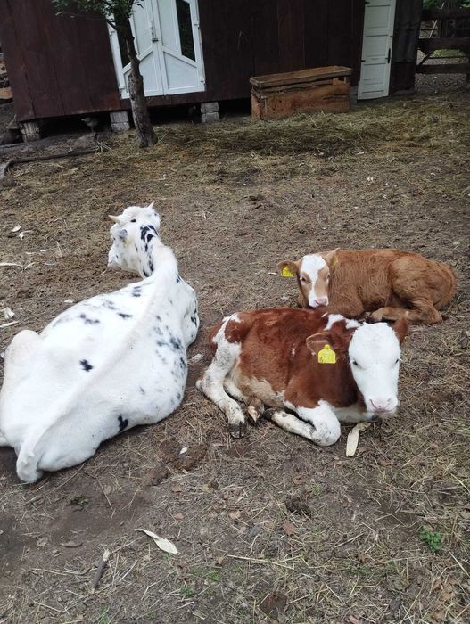 Vaca de vânzare
