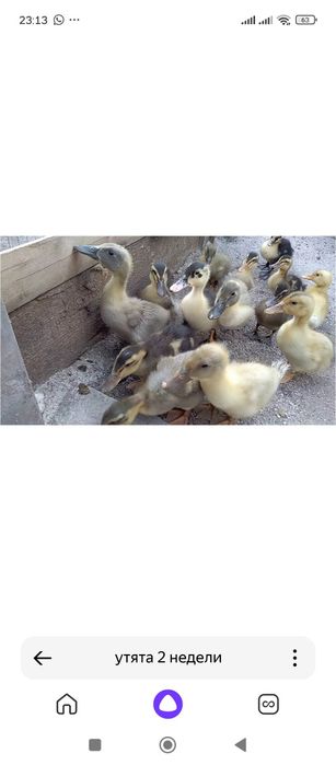 Утята 2 недели ..
