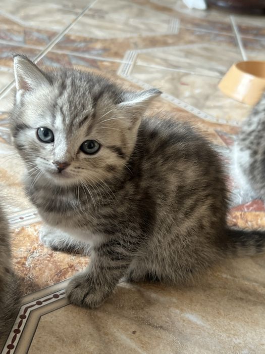 Котята милашки:)СРОЧНО ПРОДАЮ!