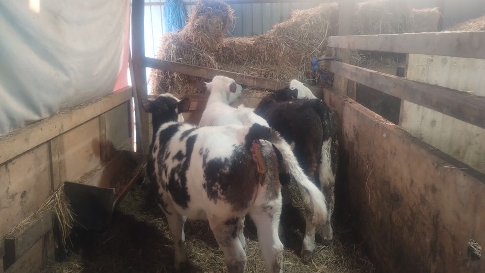 De vânzare 3 vitei și o vițea