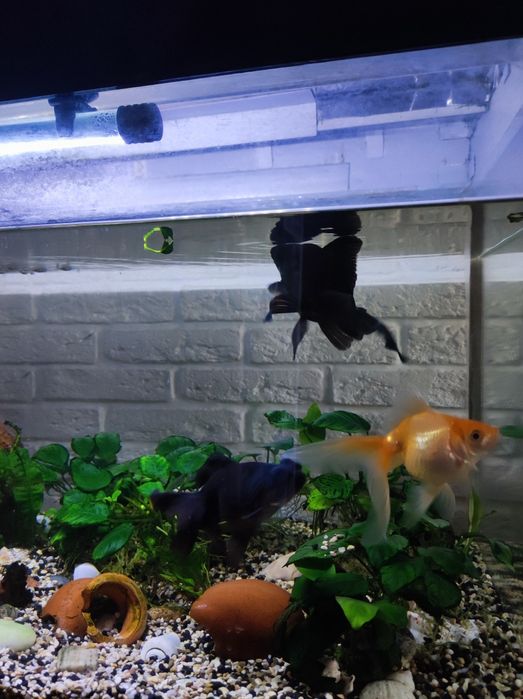 Продам аквариум 100 л