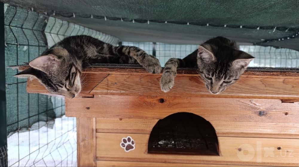 Котята подростки в добрые руки