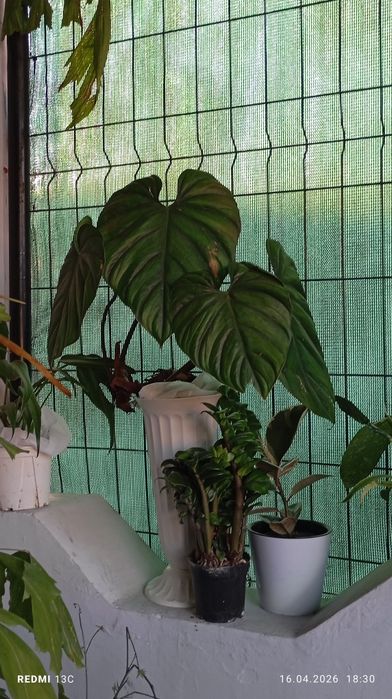 Филадендрон разные виды