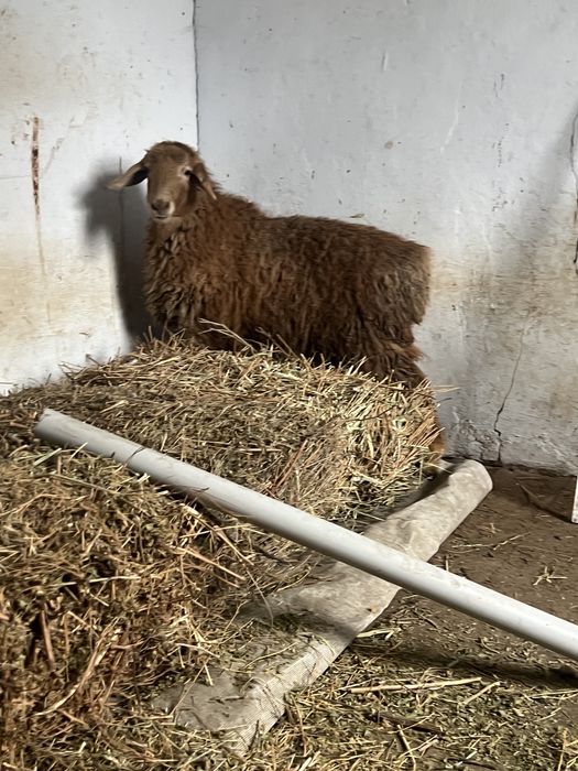 Откормда турган токтылар