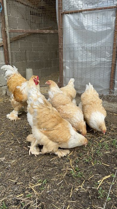 Familie brahma lemon 5+1