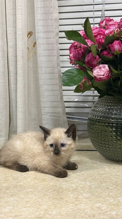 Котята ищут свой дом и любящих хозяев