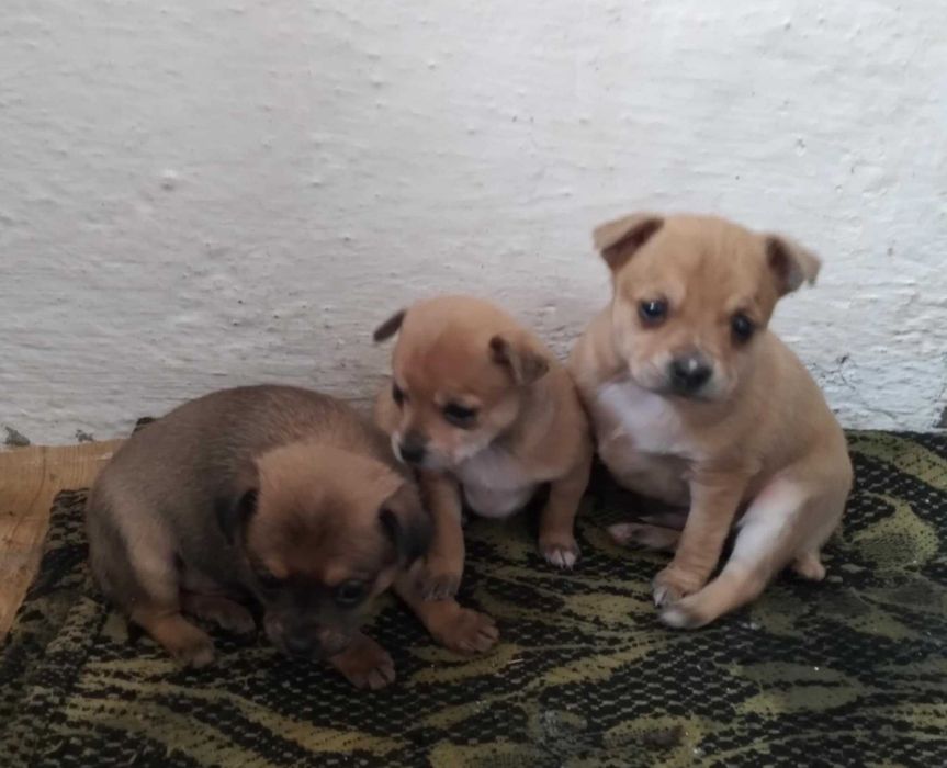 Пинчер            .