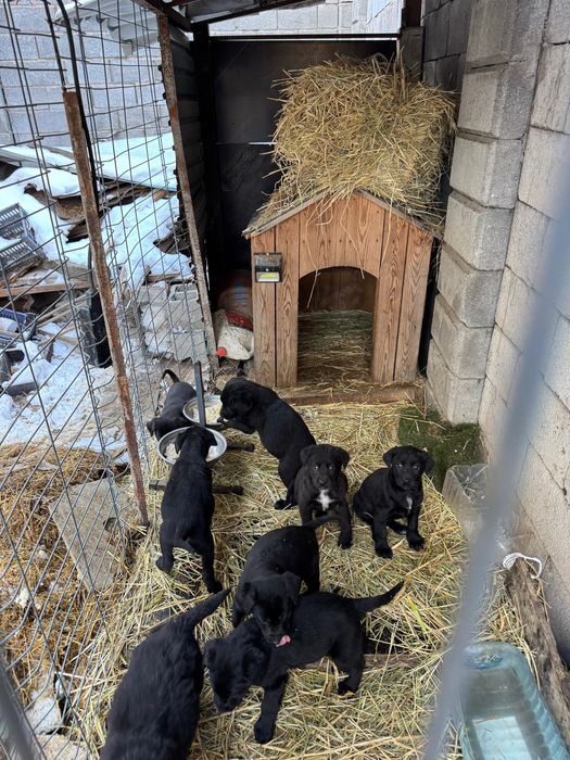 Курцхаар с щенками