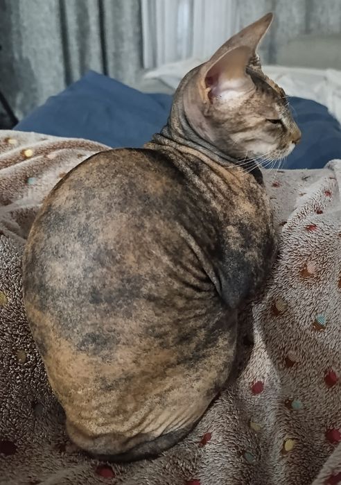 Потерялась кошка