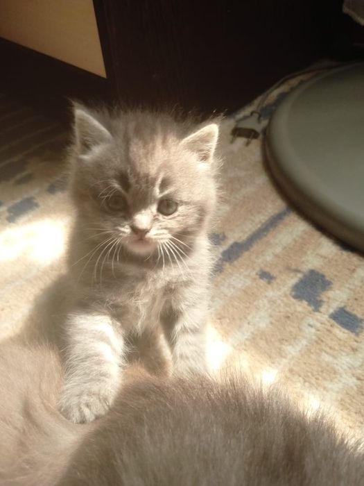 Котята для брони 3 девочки 1 мальчик