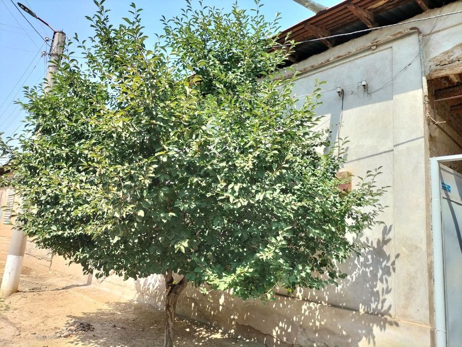 4 sotok yer uchastka.