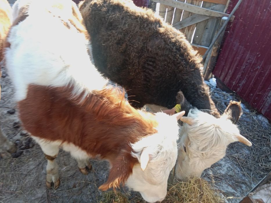 Тайынша сатамын.Продаю бычка и телку