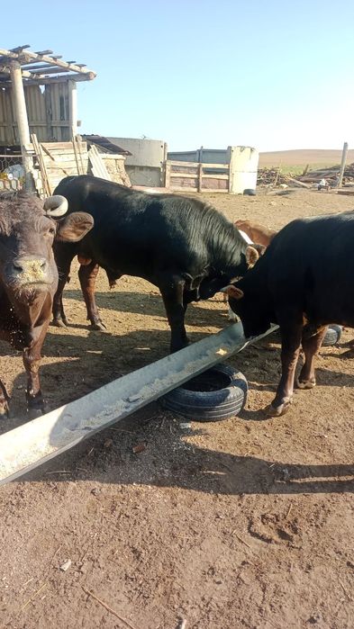 Немецкоалатуская порода