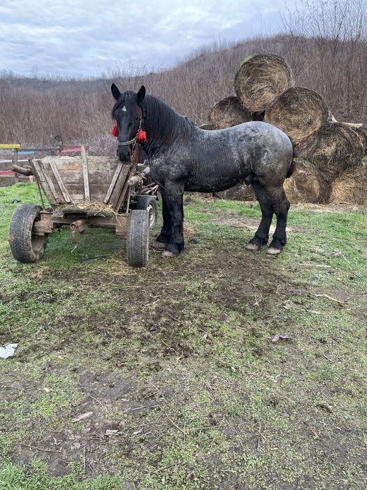 Vand sau schimb armasar greu