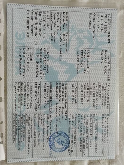 Вязка.  Молодой кобель. Не продажа!!!