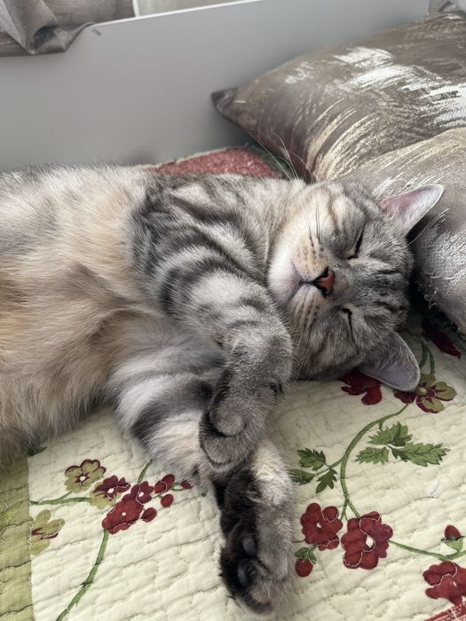 Кошка домашняя шотладская