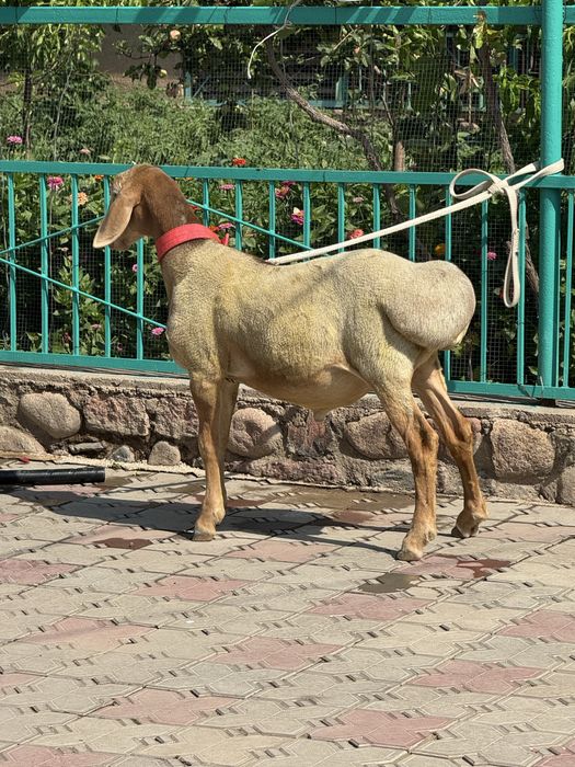 Продаю кошкарчика Арашан